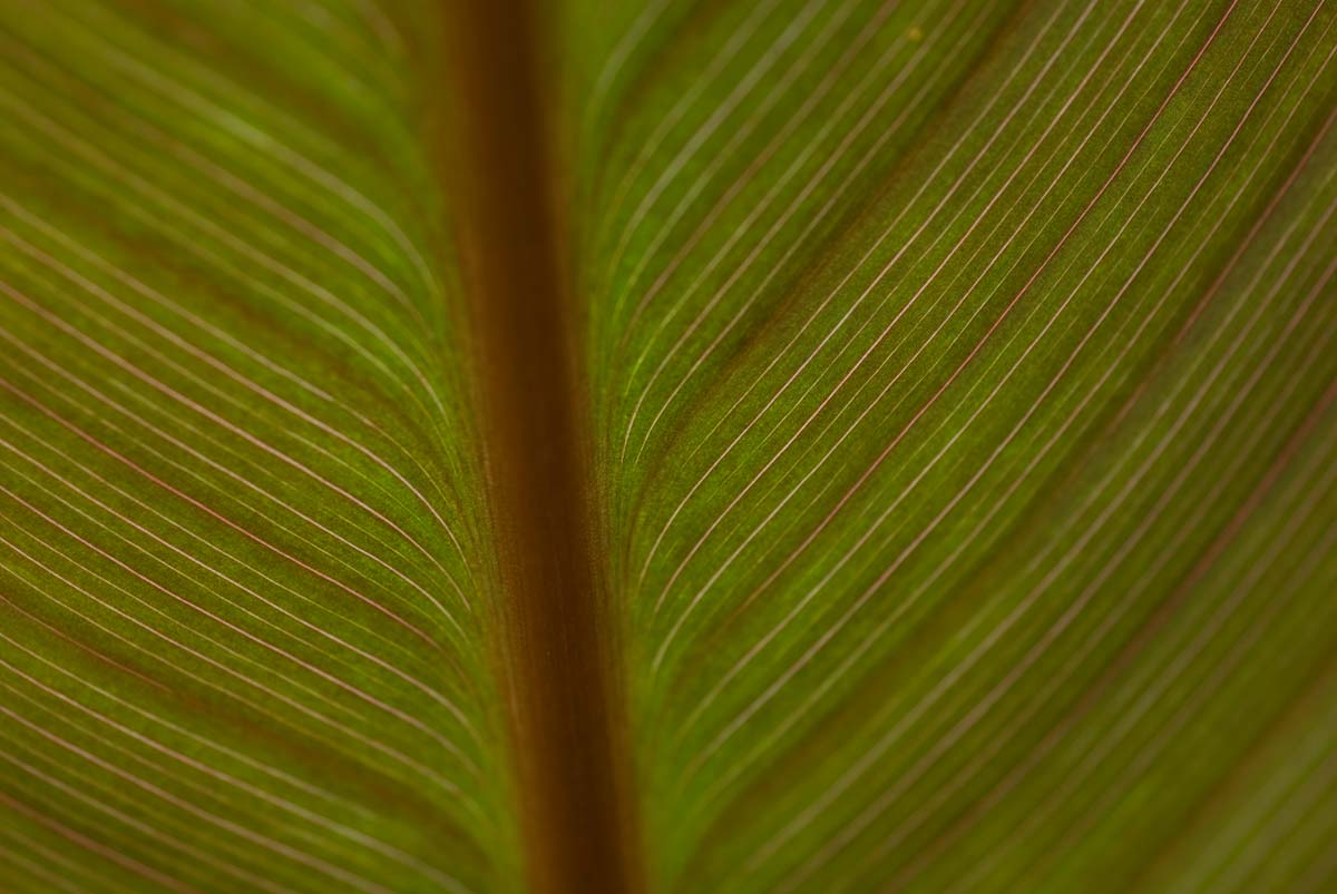 00-leaf_closeup