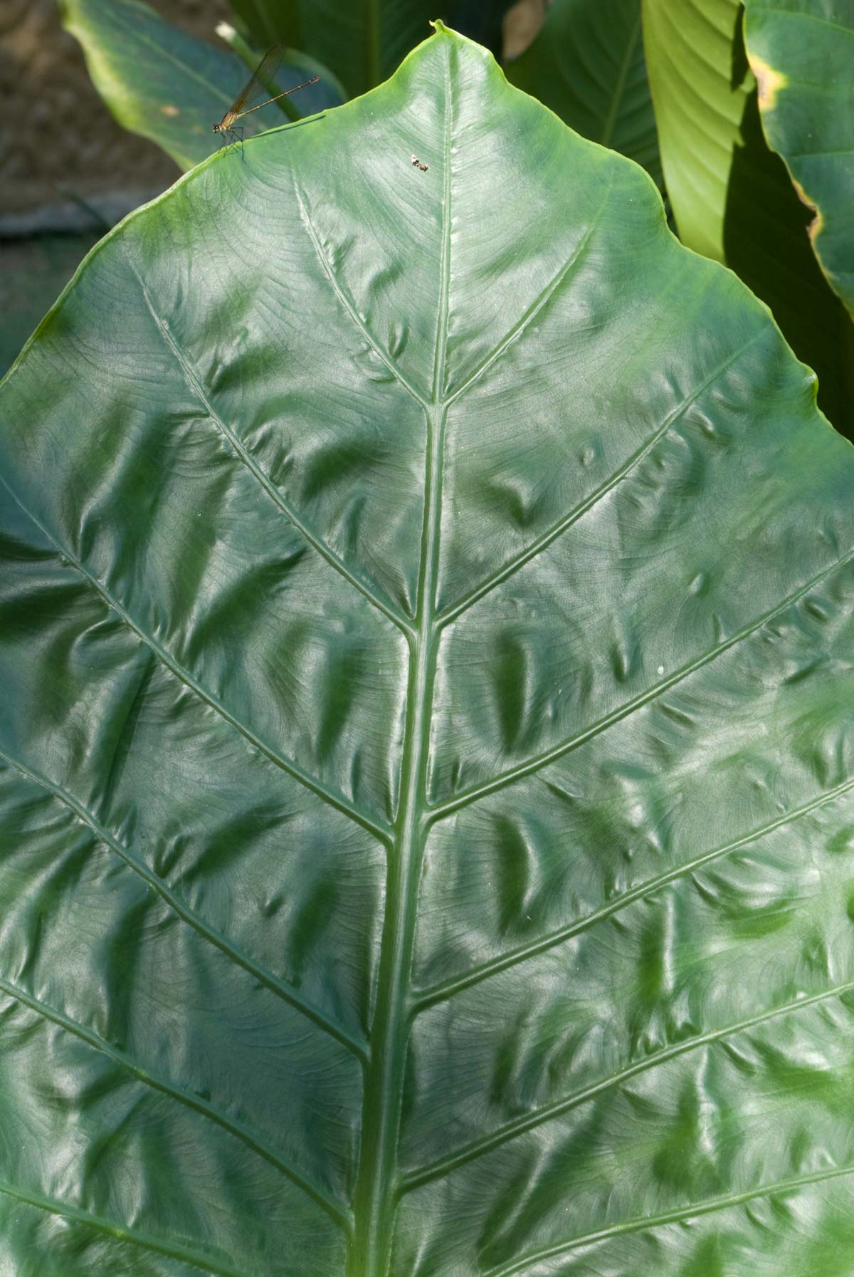 010-leaf_cali2