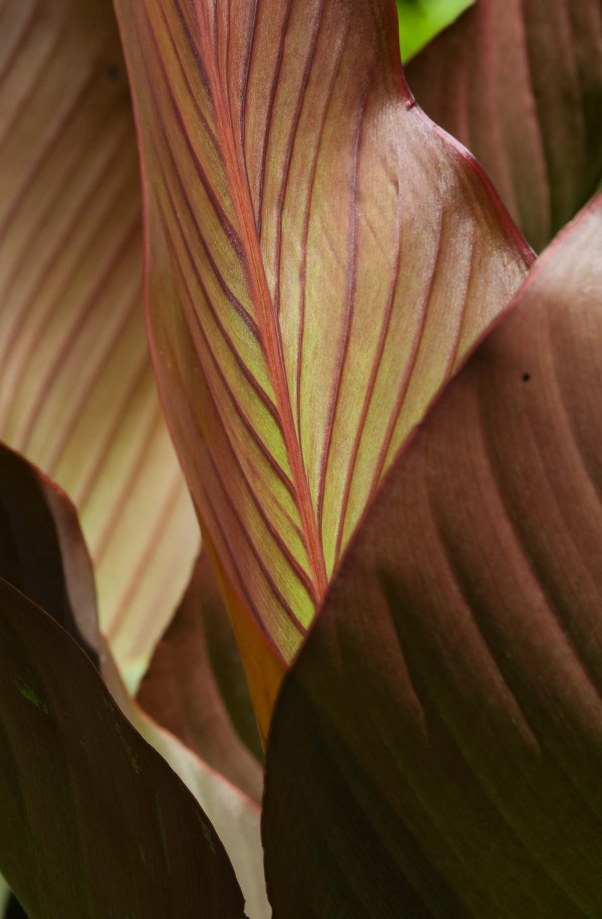 04-leaf_closeup2
