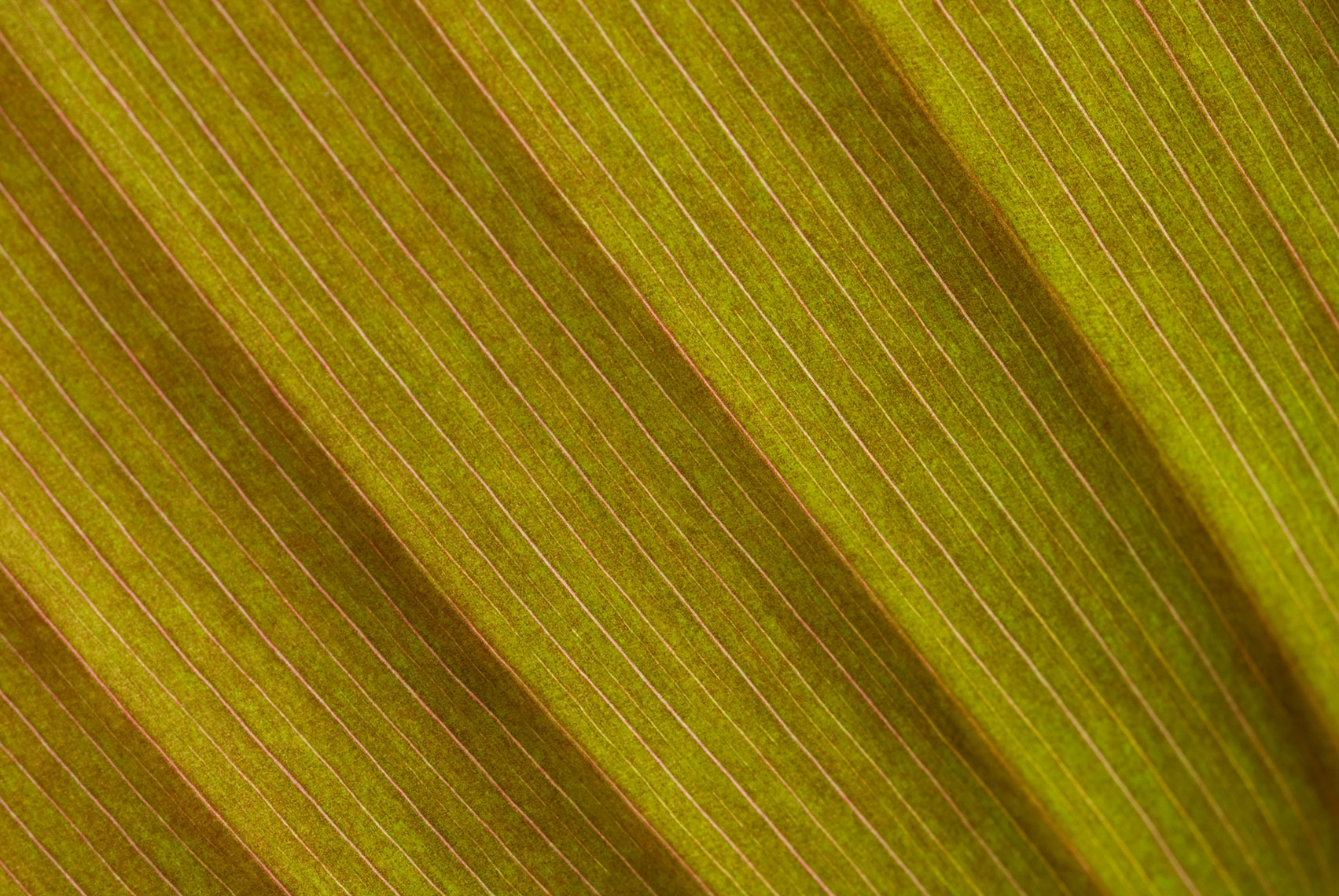 05-leaf_close_up