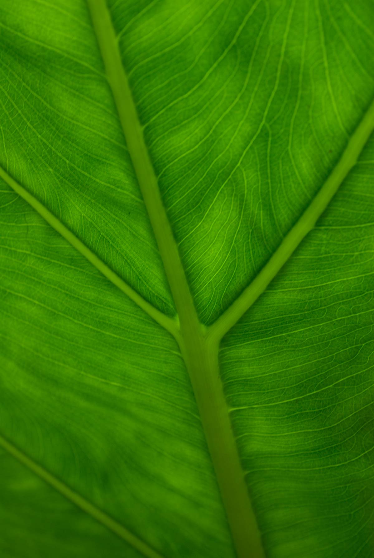 09-leaf_cali